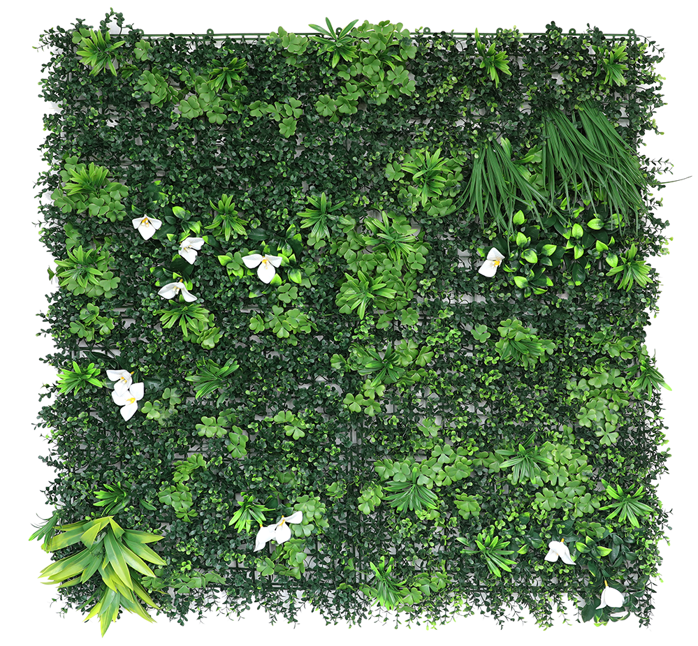 Lá Treo Tường Bellinturf / Cỏ tai chuột Bellinturf